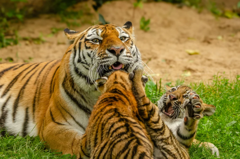 Camera trap monitoring in forest landscape for Project Tiger India