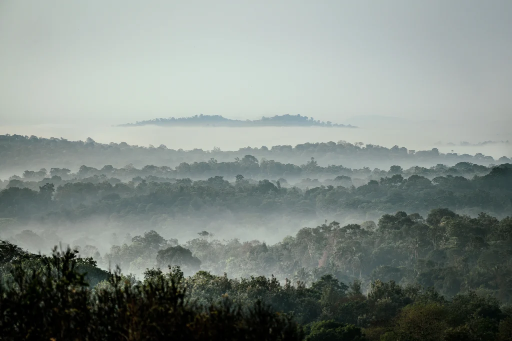 Morning mist rising over tropical tree canopy in Amazon rainforest representing plant respiration