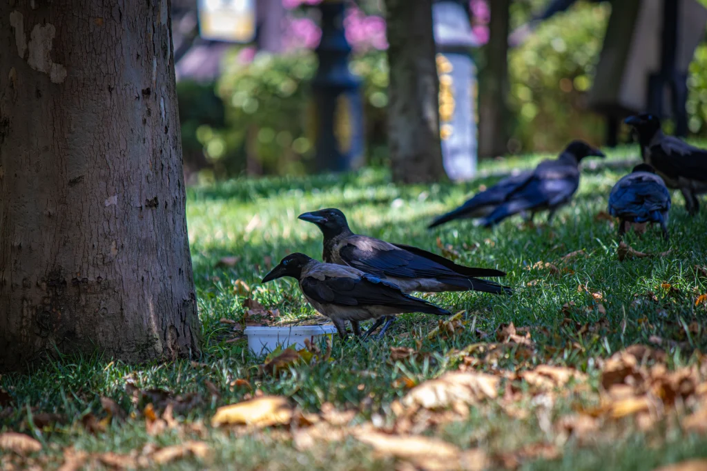 Crow Intelligence and Brain Science