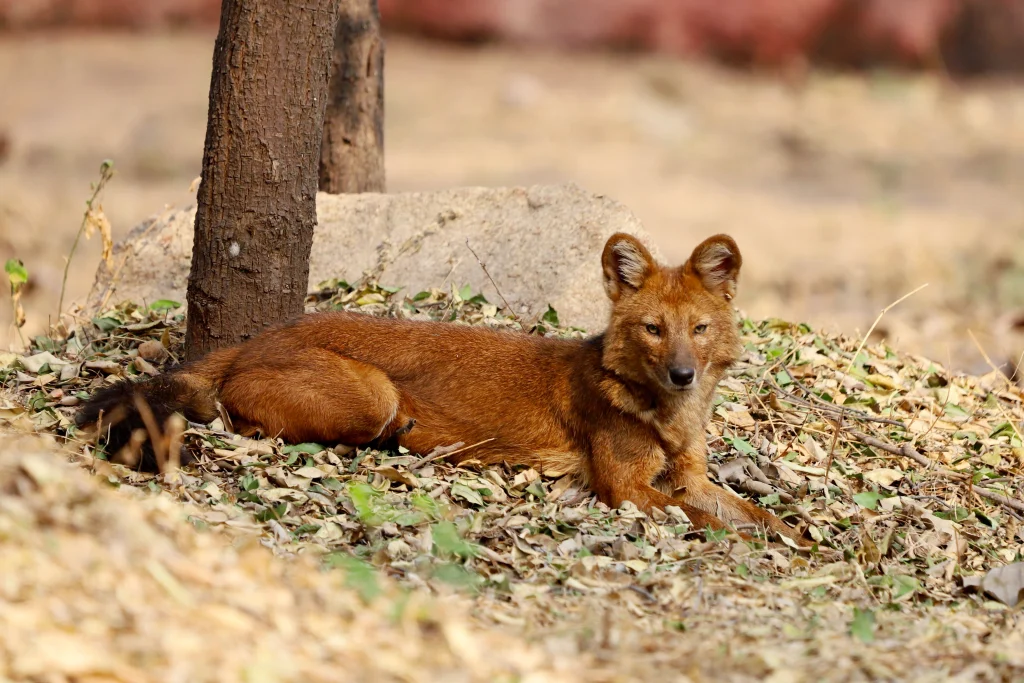 Indian wild dog dhole pack hunting coordination in Indian forest