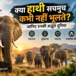एक विस्तृत तस्वीर, जिसमें एशियाई हाथियों का एक बहु-पीढ़ीगत झुंड घने, धूप से भरे दक्षिण-पूर्व एशियाई जंगल में एक मिट्टी के रास्ते पर चल रहा है, जिसका नेतृत्व worn tusks वाली एक बड़ी मुखिया हथिनी कर रही है।