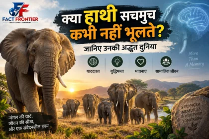 एक विस्तृत तस्वीर, जिसमें एशियाई हाथियों का एक बहु-पीढ़ीगत झुंड घने, धूप से भरे दक्षिण-पूर्व एशियाई जंगल में एक मिट्टी के रास्ते पर चल रहा है, जिसका नेतृत्व worn tusks वाली एक बड़ी मुखिया हथिनी कर रही है।