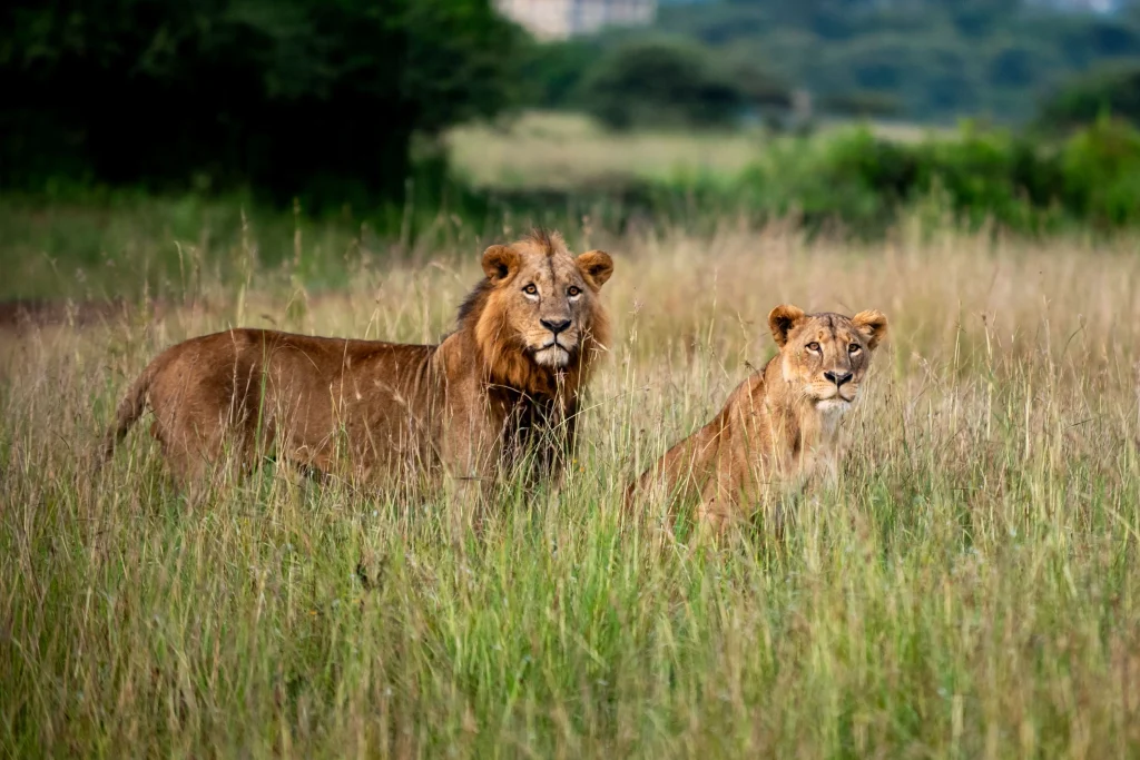 King of the Jungle lion resting with pride members in savanna grassland