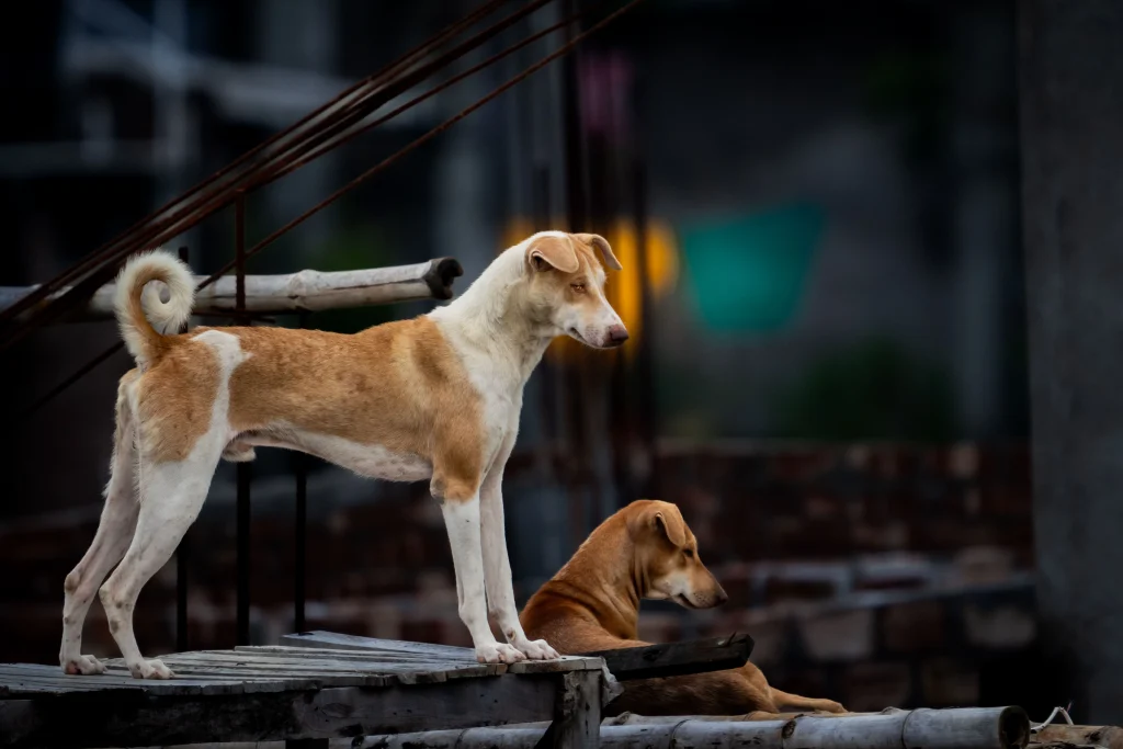 Street dogs aur urban ecosystem ke beech ka rishta darshata ek street dog