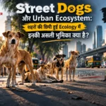 Street dogs aur urban ecosystem ke beech ka rishta darshata ek street dog