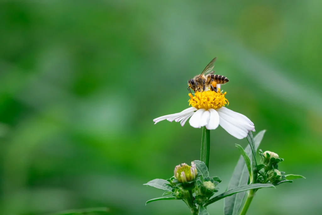 Bee Decline & Food Security - Honeybee pollinating yellow flower in crop field