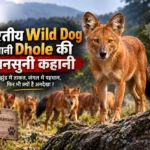 Indian wild dog dhole pack hunting coordination in Indian forest